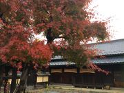 neko܂̕xm쒬H€hiفj̓eʐ^1