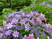 ܂܂ς񂾂̂܈̓eʐ^1