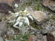 ゆっこちゃんさんの白馬五竜高山植物園・エスカルプラザの投稿写真1