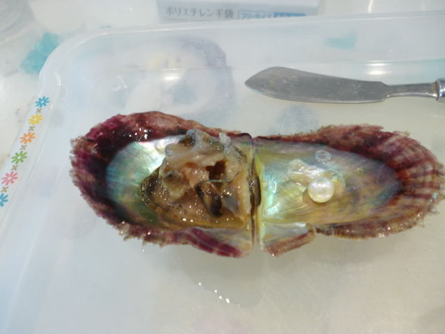 ���ꂢ�Ȃ���ł��˂�_�^��삾���̌��@�a��{�^����X