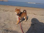 ͂񂳂̂Ȃ񗢊C̓eʐ^1