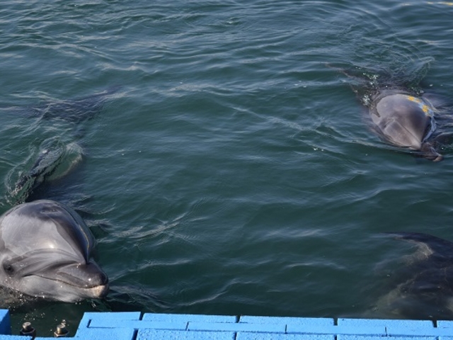 ���{�h���t�B���Z���^�[