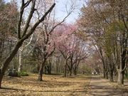 `܂˂̗΃Pu̍̓eʐ^2