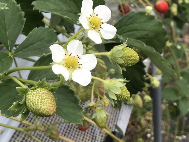 킢~co`܂ɂ܂B_⑺䕔_