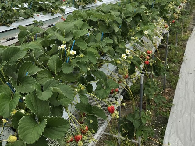 yĵ߂łA܂R̂cĂ܂B_⑺䕔_