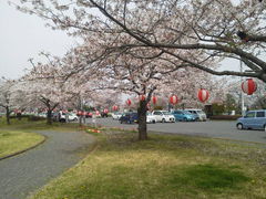 komoさんの桜町陣屋跡への投稿写真1