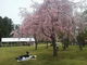 komoさんの桜町陣屋跡への投稿写真4