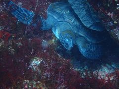 [̈ɓ_CrOXN[ gbcւ̓eʐ^1