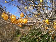 Ƃ񂳂̔MC~̔~̓eʐ^1