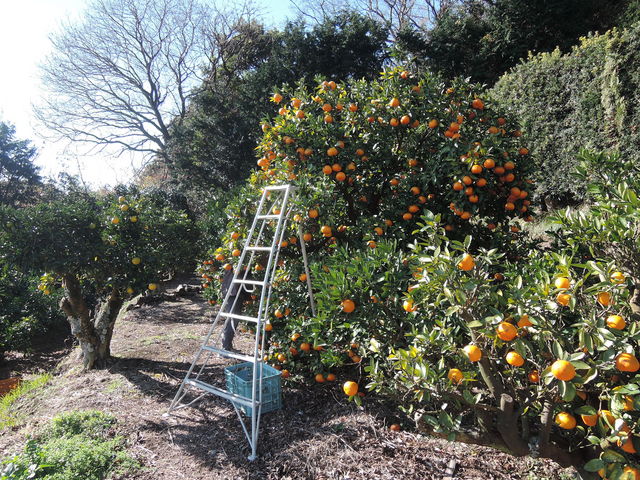 ���z�𗁂тĂ����Ɏ��邢�悩��_��̌���