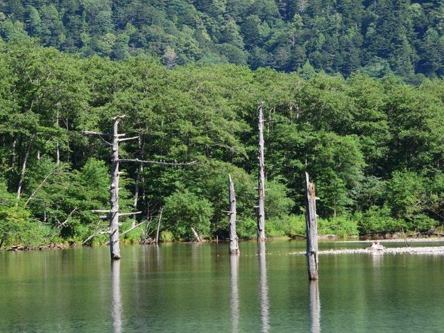 �吳�r�̗����͂�̖؁X_�㍂�n