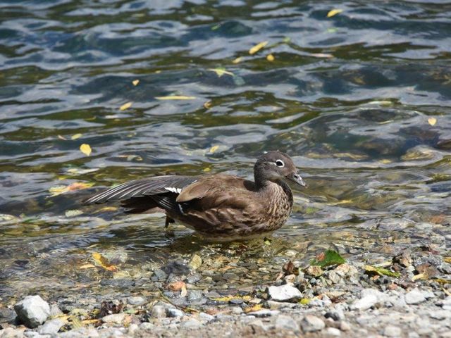 �吳�r�̐���_�㍂�n