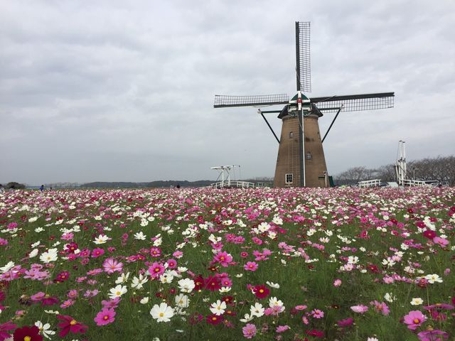 オランダ風車リーフデ