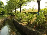 Autumn Leaves̎Ri炬Ҋj̓eʐ^1