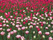 mimĩI_ԃ[tf̓eʐ^2