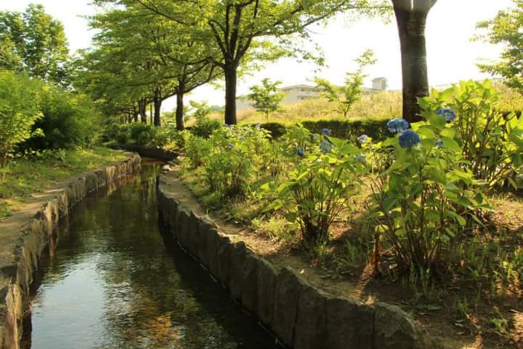 山崎公園 せせらぎ菖蒲園 アクセス 営業時間 料金情報 じゃらんnet