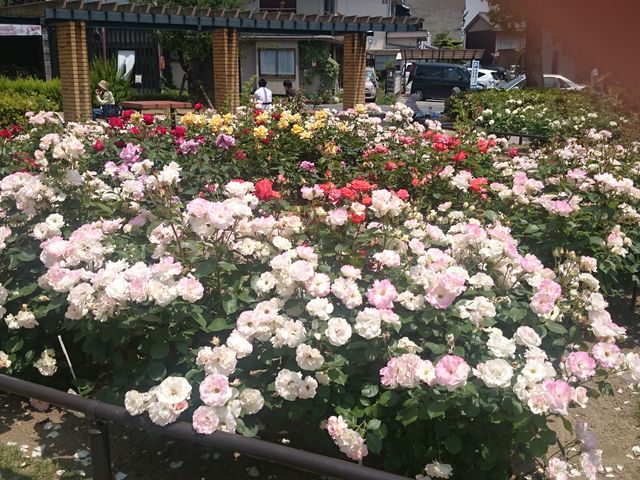 �����ɂ������K�N�ł�_�΂�����̂΂�