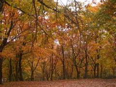 三段峡の紅葉の写真一覧 じゃらんnet