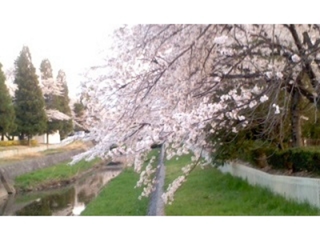 桜満開です_小瀬スポーツ公園