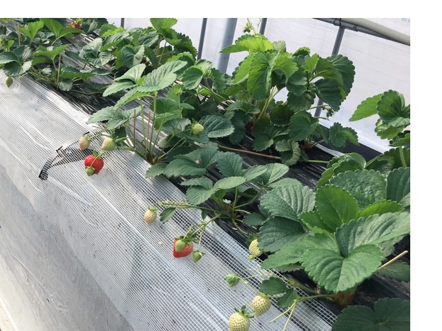 ��������_���c�t�@�[���@�x���[��