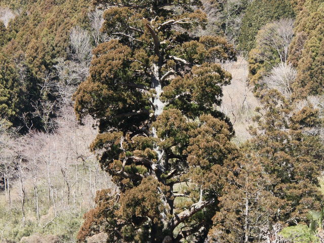 ������n���Č���ⴐ�_ⴐ�