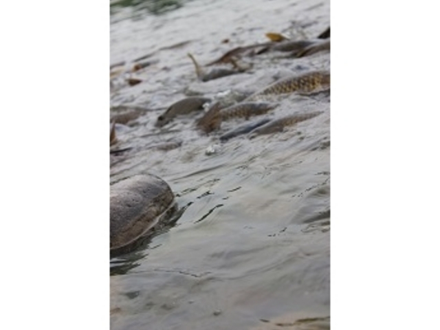 ��_�Ȗ،��Ȃ����퐅�V��