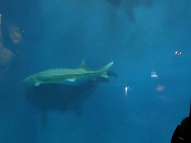 �����̋�_�T�P�̂ӂ邳�Ɛ�ΐ�����