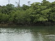 youchanp̋{ǐ̃qMт̓eʐ^1