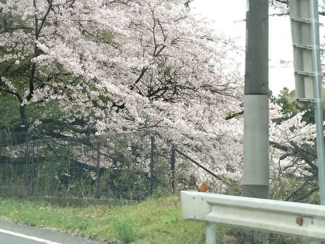 ���J�ł�_�ԏ鎩�R��