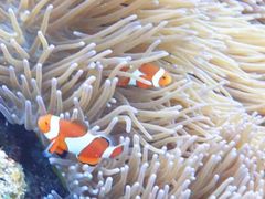 ₳̃}[v_Ngւ̓eʐ^1