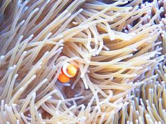 ₳̃}[v_Ngւ̓eʐ^2