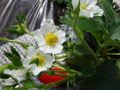 ݂񂳂UraUraToursւ̓eʐ^3