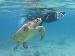 ݂݂̃A}~GVXւ̓eʐ^1