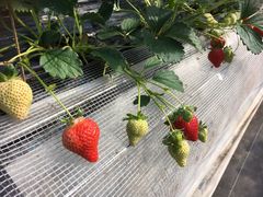 Mie̕ct@[@x[ւ̓eʐ^1