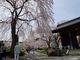 雷ちゃんさんの光前寺しだれ桜への投稿写真4
