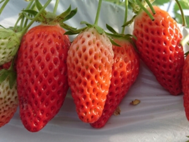 �͕P�̂�����
�^���ԂȂ����������Ȃ������B_�݂悵�ς��ς��t�@�[��