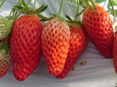 N[v݂̂悵ςςt@[ւ̓eʐ^1