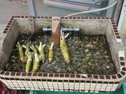 ꂨ񂳂̂킳щǂ̓eʐ^2