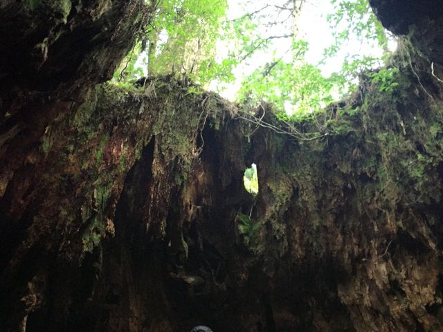 ��R�̎ʐ^���B���Ă��炢�܂����B_���v���K�C�h�c�A�[