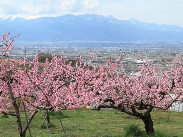 AvXwiɖJ̓̉_ӂ邳ƌ