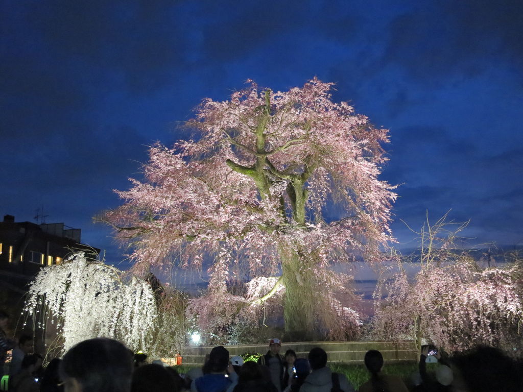 18 京都の夜桜スポット6選 ライトアップされた桜の下で花見を楽しもう じゃらんニュース