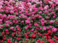 ankõO[ie{X OiVAւ̓eʐ^1