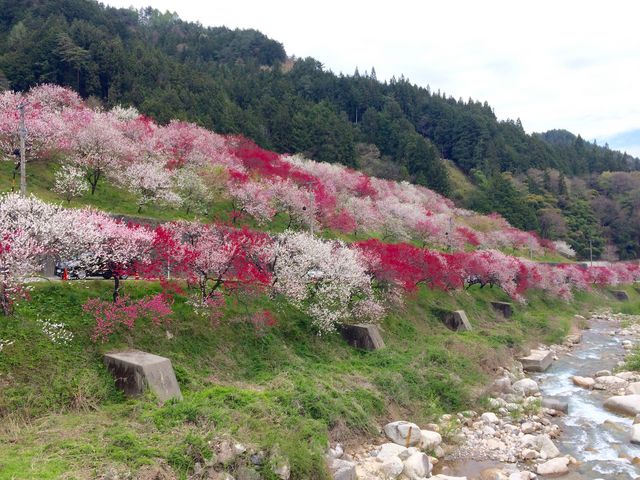 �쉈���̉ԓ�_���쉷��̉ԓ��i�ԓ��̗��j