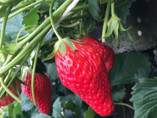 ����Ȃɑ傫���ĊÂ��C�`�S�͏��߂Ăł����I_�}���C�_��