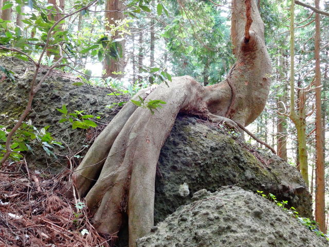 ��Ɋ����t����_�t�R�i�ዷ�x�m�j