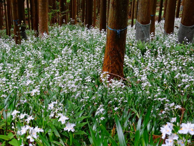 ��ʂɍ炭�V���K_�t�R�i�ዷ�x�m�j