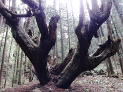 シゲさんの２１世紀の森公園への投稿写真1