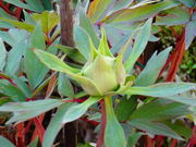 ���ǁ[����̗������̃{�^���̓��e�ʐ^1