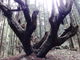 シゲさんの２１世紀の森公園への投稿写真2