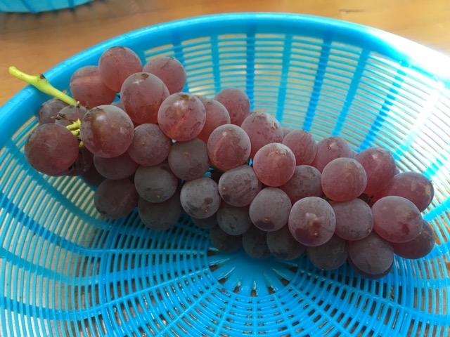 �g���l�܂����Ԃǂ�_�@���΂Ԃǂ����